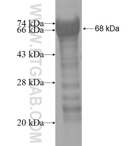 CTNNA3 fusion protein Ag5008 SDS-PAGE