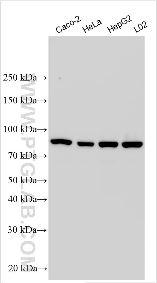 Western Blot (WB) analysis of various lysates using CTNNAL1 Polyclonal antibody (32926-1-AP)