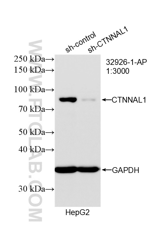 WB analysis of HepG2 using 32926-1-AP Western Blot (WB) analysis of HepG2 cells using CTNNAL1 Polyclonal antibody (32926-1-AP)