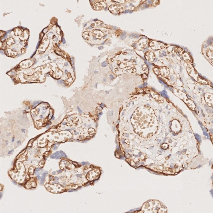 Immunohistochemistry (IHC) staining of human placenta tissue using Beta Catenin Monoclonal antibody (66379-1-Ig)