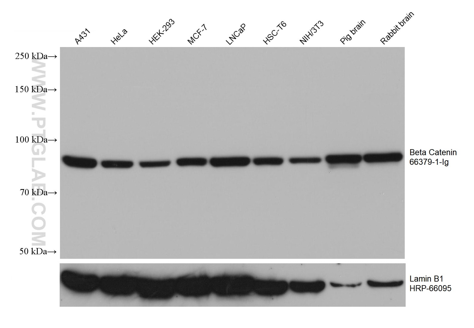 Western Blot (WB) analysis of various lysates using Beta Catenin Monoclonal antibody (66379-1-Ig)