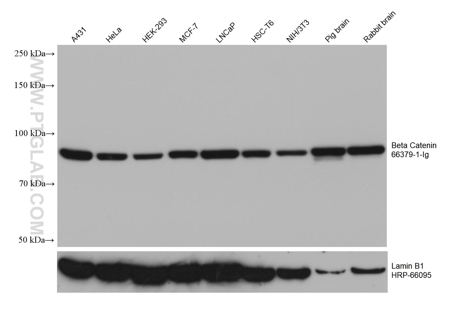 WB analysis using 66379-1-Ig