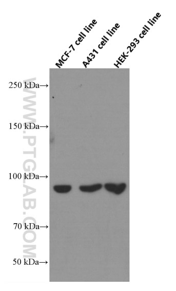 Western Blot (WB) analysis of various lysates using Beta Catenin Monoclonal antibody (66379-1-Ig)