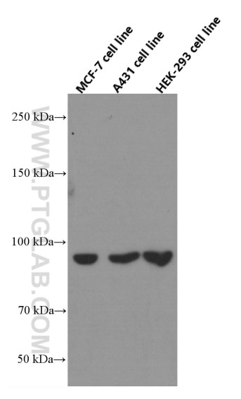 Beta Catenin Monoclonal antibody