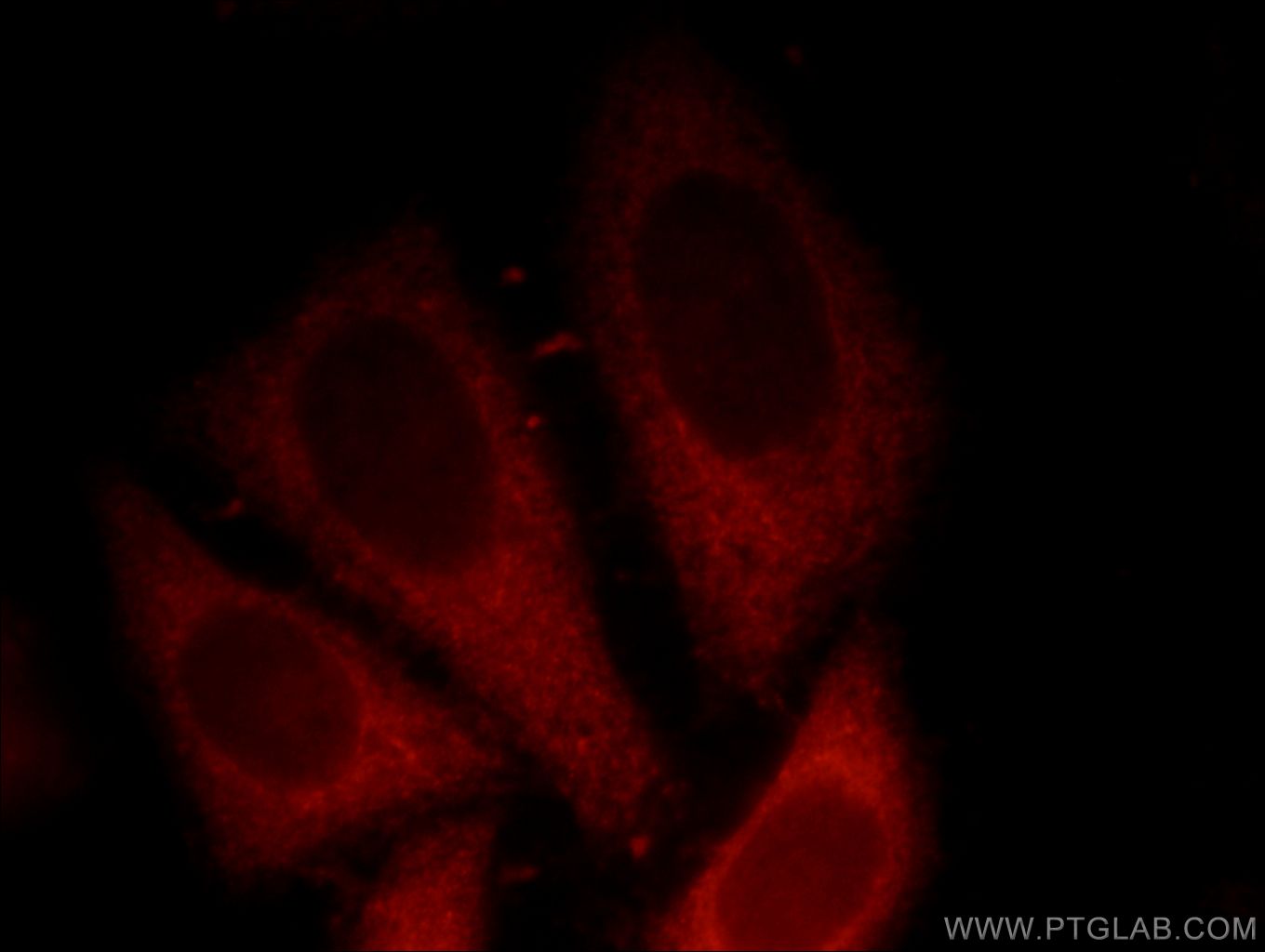 Immunofluorescence (IF) / fluorescent staining of HepG2 cells using p120 Catenin Polyclonal antibody (12180-1-AP)