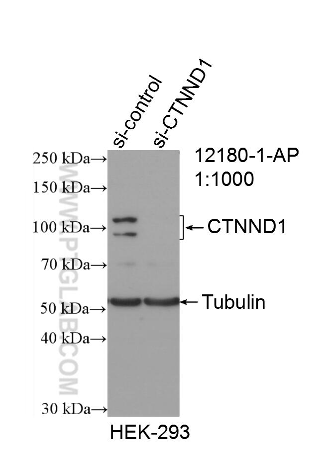 WB analysis of HEK-293 using 12180-1-AP
