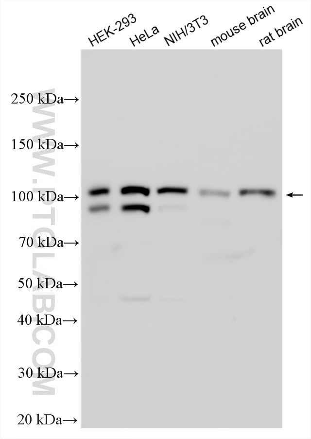 Western Blot (WB) analysis of various lysates using p120 Catenin Polyclonal antibody (12180-1-AP)