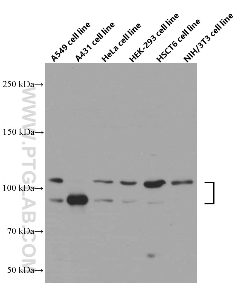 Western Blot (WB) analysis of A549 cells using p120 Catenin Monoclonal antibody (66208-1-Ig)