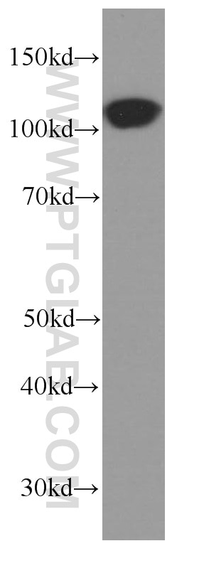 Western Blot (WB) analysis of mouse brain tissue using p120 Catenin Monoclonal antibody (66208-1-Ig)