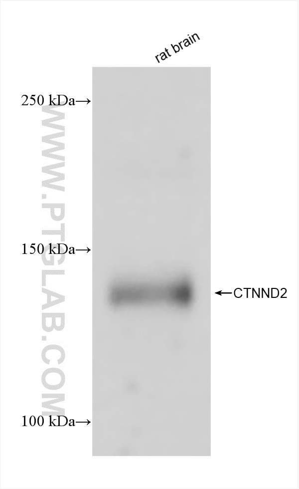CTNND2