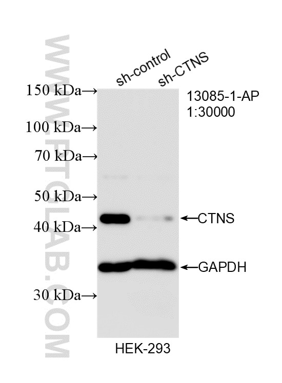 Western Blot (WB) analysis of HEK-293 cells using CTNS Polyclonal antibody (13085-1-AP)