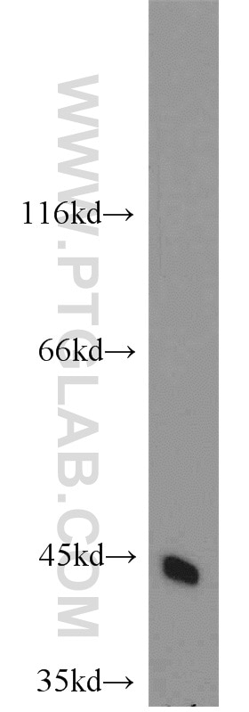 Western Blot (WB) analysis of HepG2 cells using CTNS Polyclonal antibody (13085-1-AP)