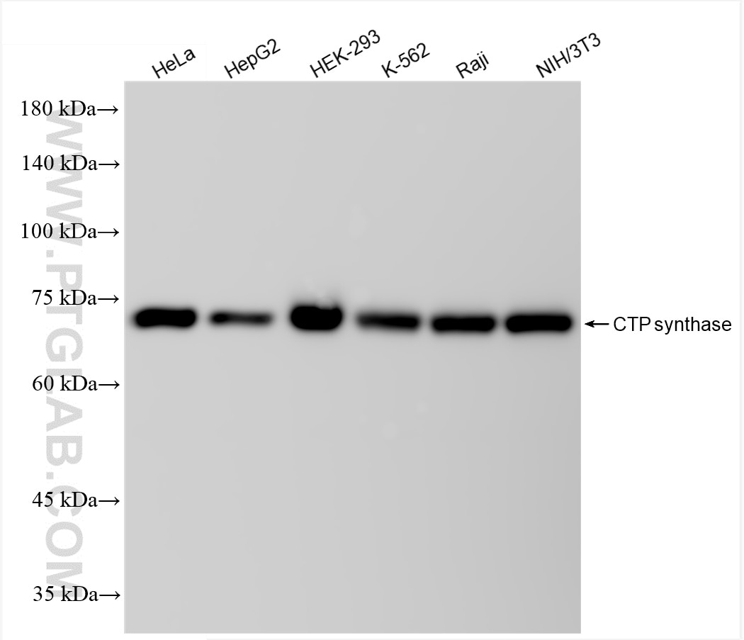 Western Blot (WB) analysis of various lysates using CTP synthase Recombinant antibody (86455-1-RR)
