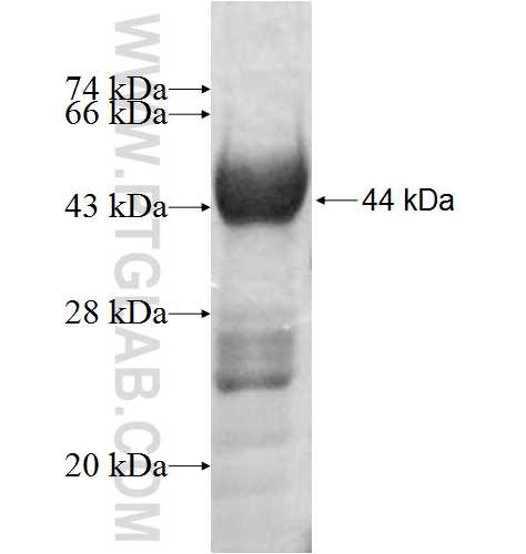 CTPS fusion protein Ag8928 SDS-PAGE
