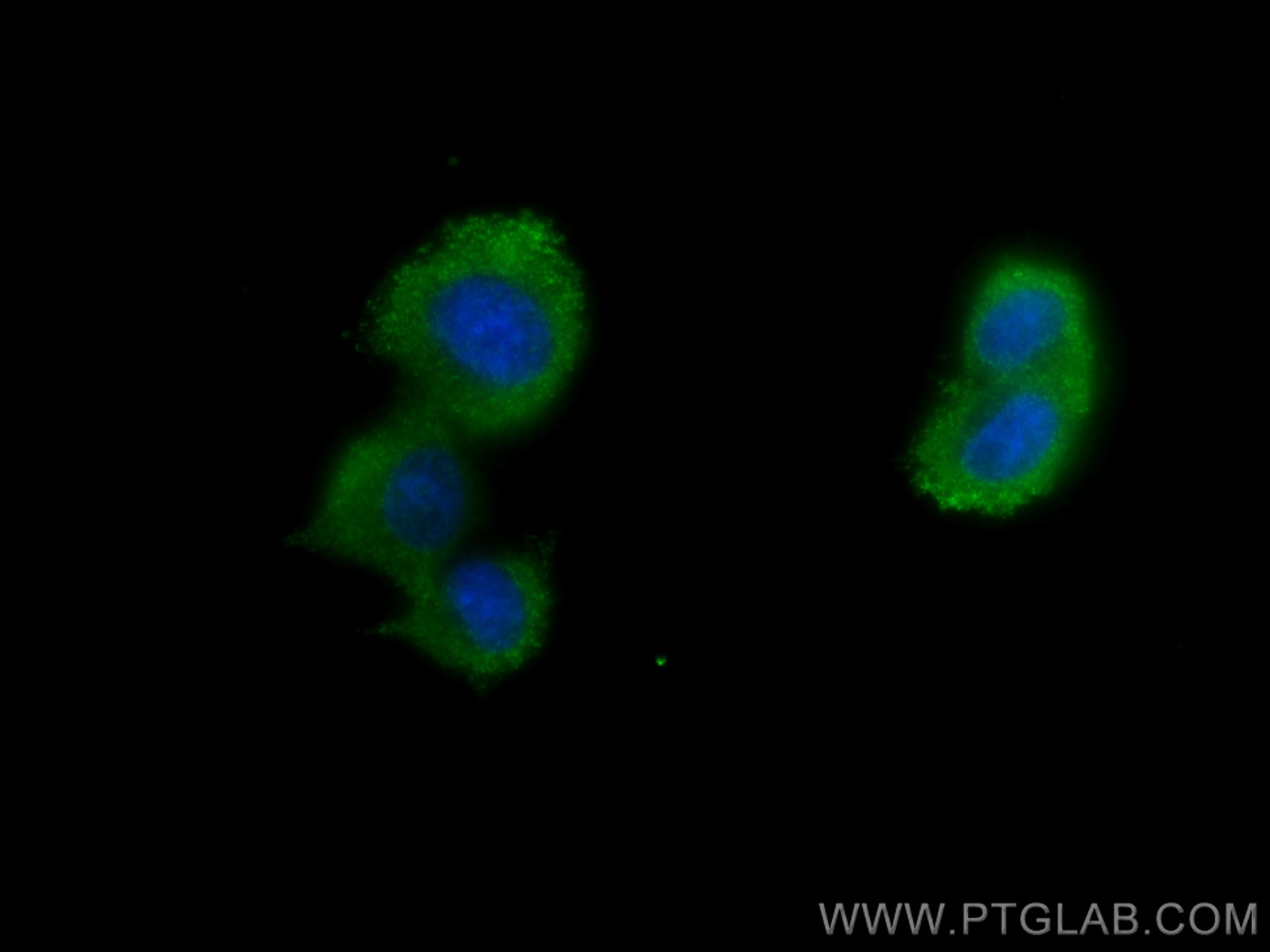 IF Staining of PC-12 using 67734-1-Ig