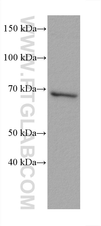 WB analysis of U2OS using 67734-1-Ig