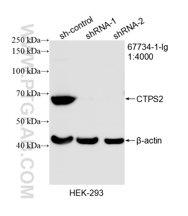 Western Blot (WB) analysis of HEK-293 cells using CTPS2 Monoclonal antibody (67734-1-Ig)