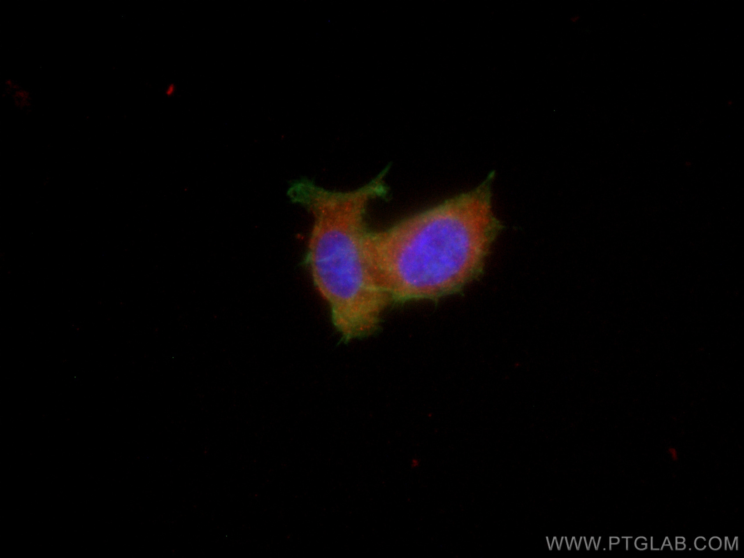 Immunofluorescence (IF) / fluorescent staining of PC-12 cells using CoraLite®594-conjugated CTPS2 Monoclonal antibody (CL594-67734)