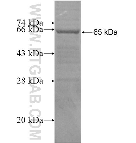 CTR9 fusion protein Ag15690 SDS-PAGE