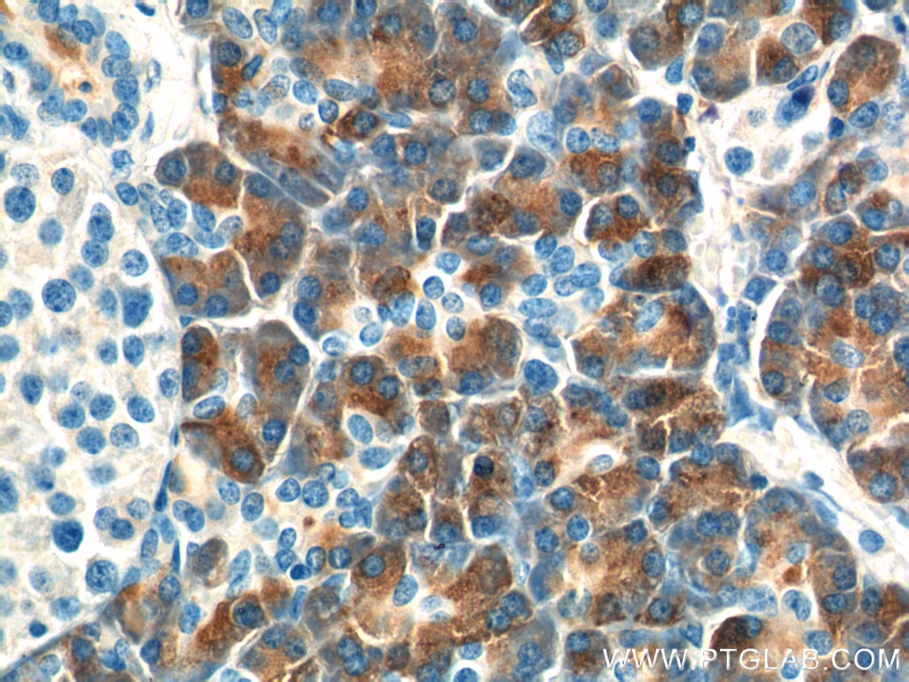 IHC staining of human pancreas using 24939-1-AP