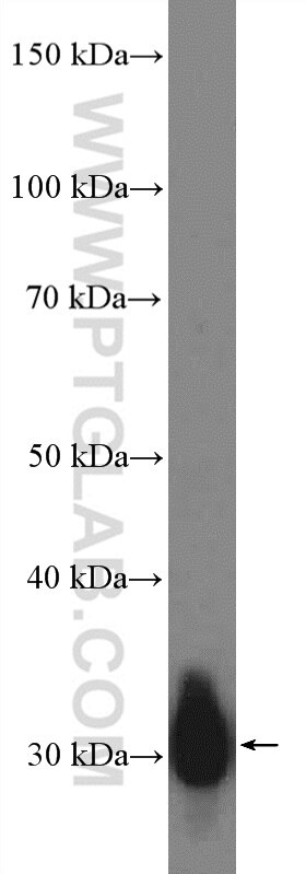 Western Blot (WB) analysis of rat pancreas tissue using CTRB1 Polyclonal antibody (24939-1-AP)