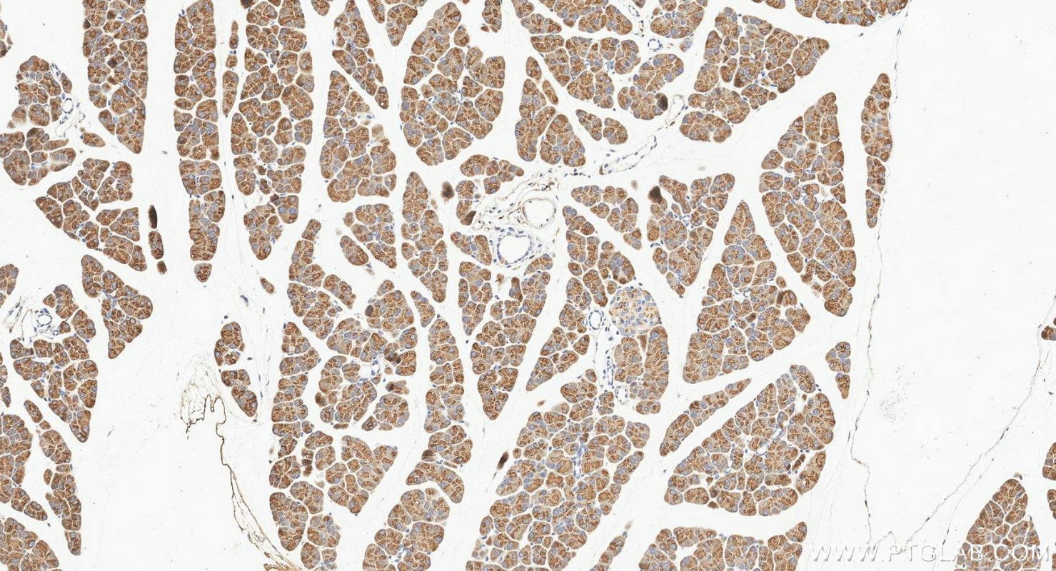 IHC staining of mouse pancreas using 16416-1-AP Immunohistochemistry (IHC) staining of mouse pancreas tissue using Chymotrypsin C Polyclonal antibody (16416-1-AP)