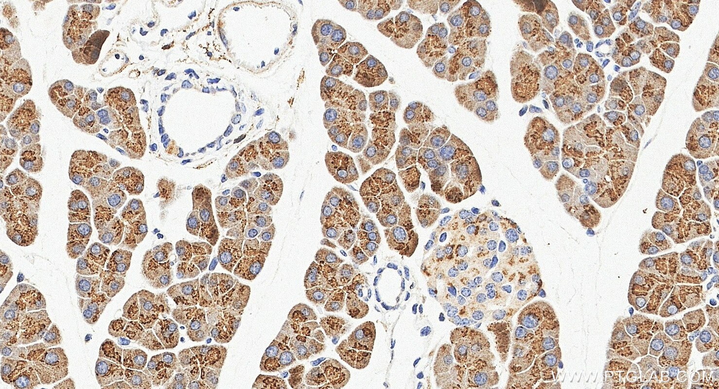 IHC staining of mouse pancreas using 16416-1-AP Immunohistochemistry (IHC) staining of mouse pancreas tissue using Chymotrypsin C Polyclonal antibody (16416-1-AP)