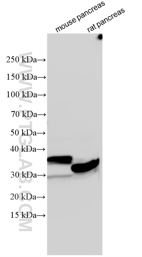 WB analysis using 16416-1-AP Western Blot (WB) analysis of various lysates using Chymotrypsin C Polyclonal antibody (16416-1-AP)