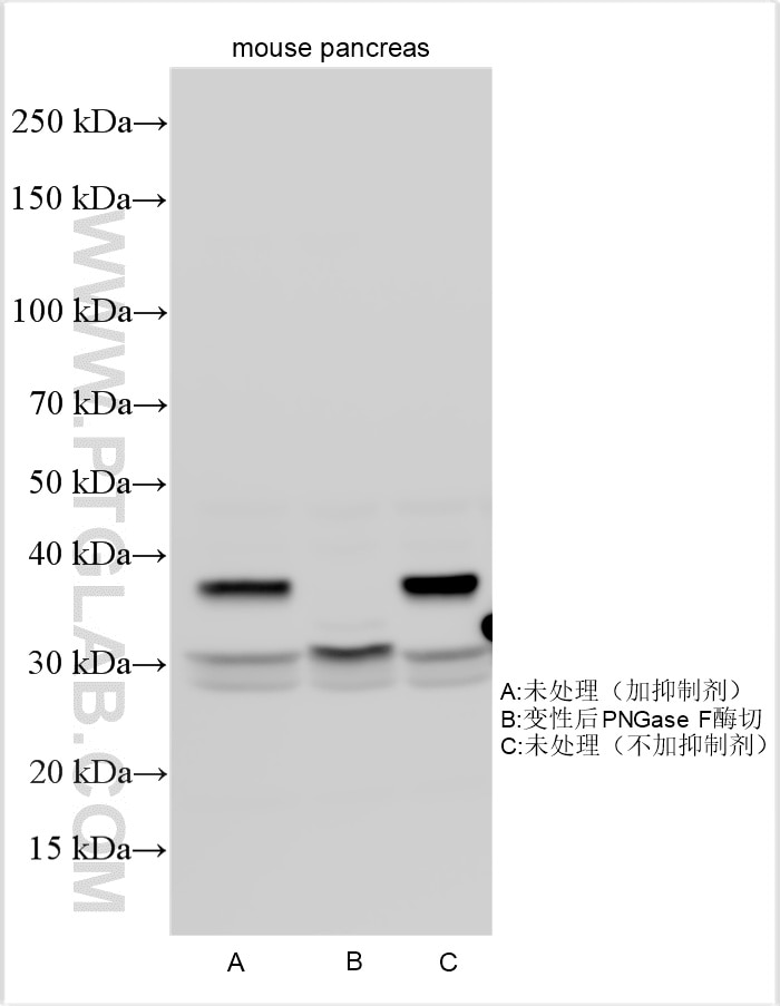 WB analysis using 16416-1-AP Western Blot (WB) analysis of various lysates using Chymotrypsin C Polyclonal antibody (16416-1-AP)