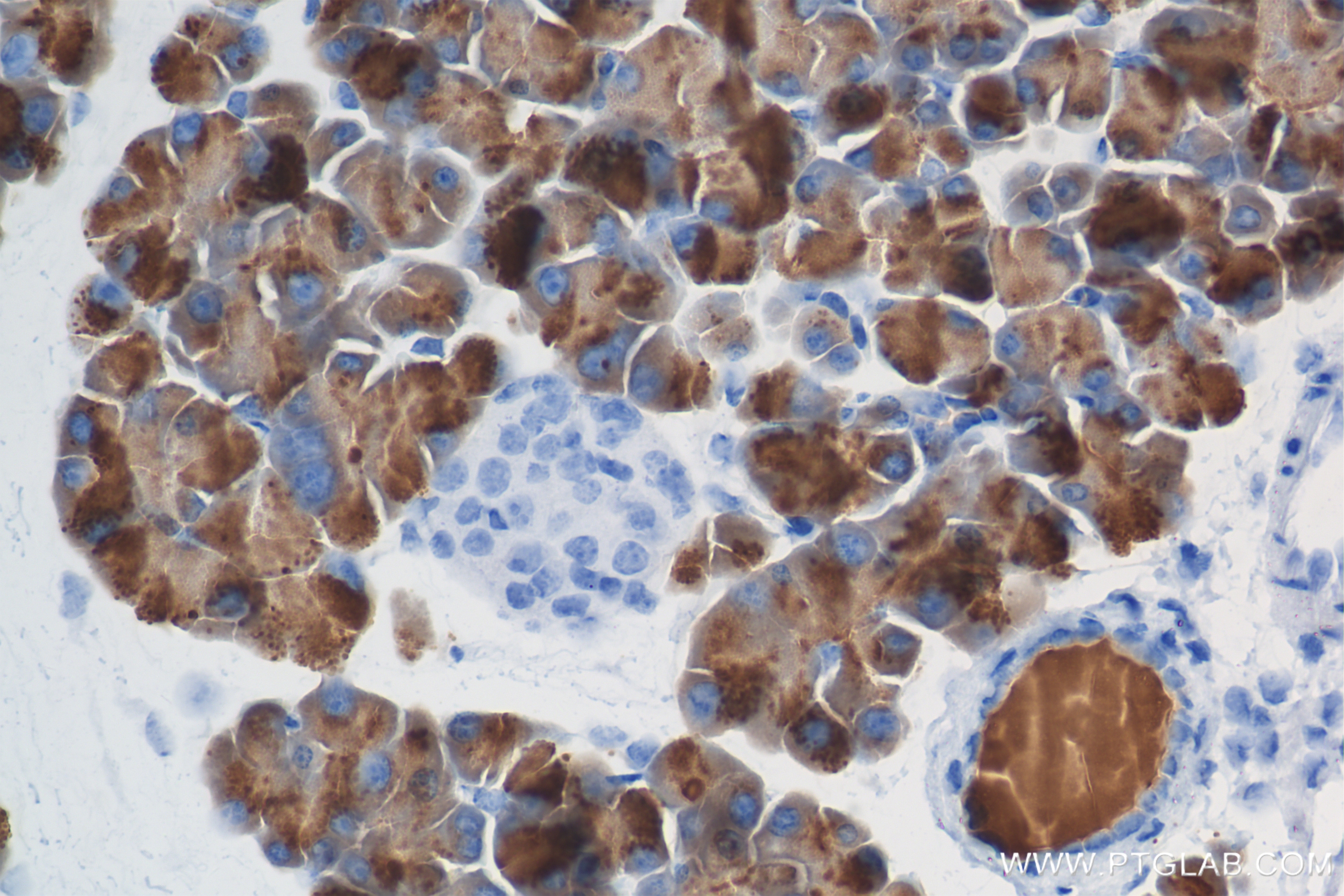 Immunohistochemistry (IHC) staining of mouse pancreas tissue using CTRL Recombinant antibody (84572-4-RR)