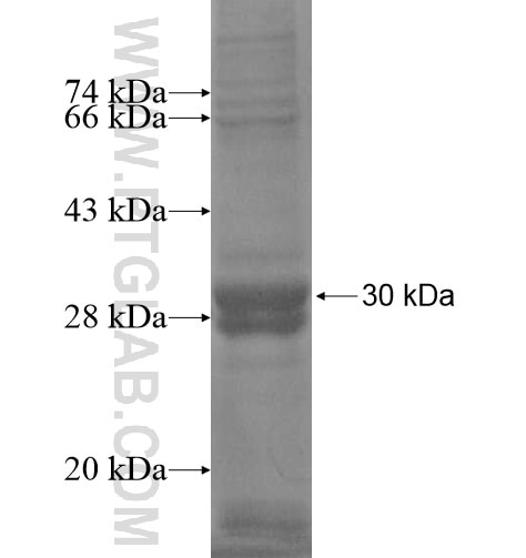 CTRL fusion protein Ag14479 SDS-PAGE