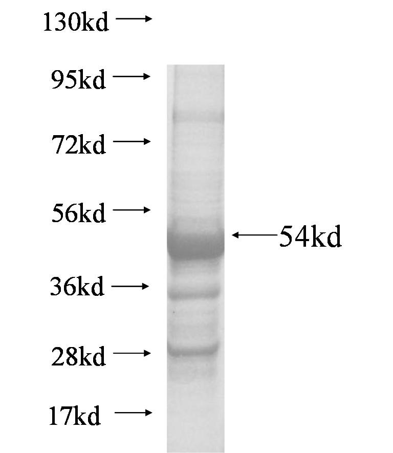 CTRL fusion protein Ag6644 SDS-PAGE