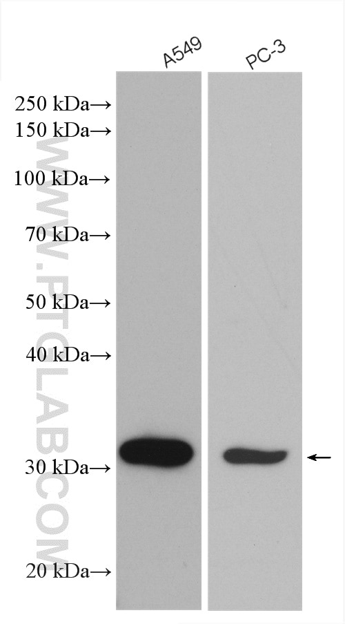 Western Blot (WB) analysis of various lysates using Cathepsin A Polyclonal antibody (15020-1-AP)
