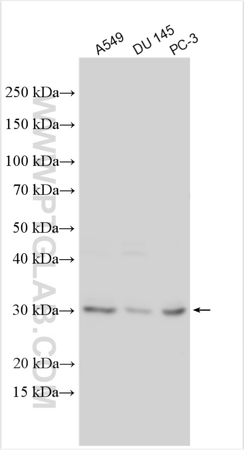 Western Blot (WB) analysis of various lysates using Cathepsin A Polyclonal antibody (15020-1-AP)