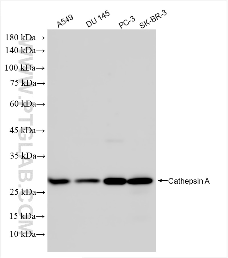 Western Blot (WB) analysis of various lysates using CTSA Recombinant antibody (80272-3-RR)