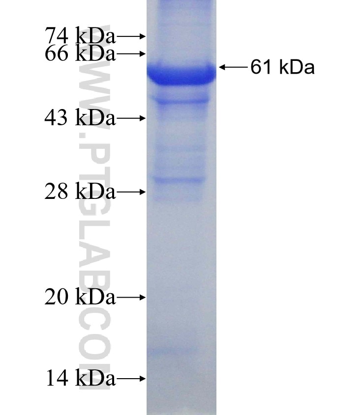 CTSA fusion protein Ag7073 SDS-PAGE
