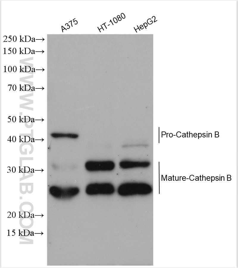 Western Blot (WB) analysis of various lysates using Cathepsin B Polyclonal antibody (12216-1-AP)
