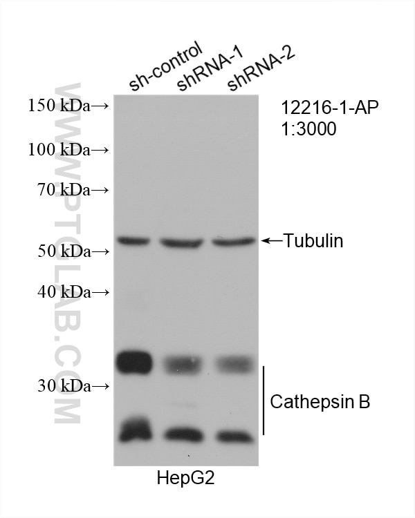 Western Blot (WB) analysis of HepG2 cells using Cathepsin B Polyclonal antibody (12216-1-AP)
