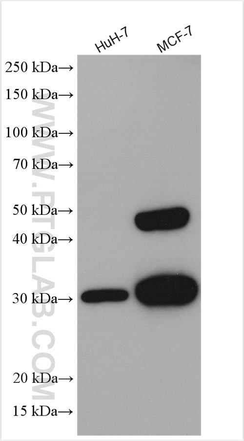Western Blot (WB) analysis of various lysates using Cathepsin D Polyclonal antibody (21327-1-AP)