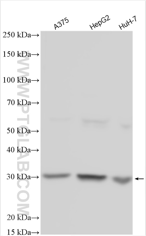 Western Blot (WB) analysis of various lysates using Cathepsin D Polyclonal antibody (21327-1-AP)