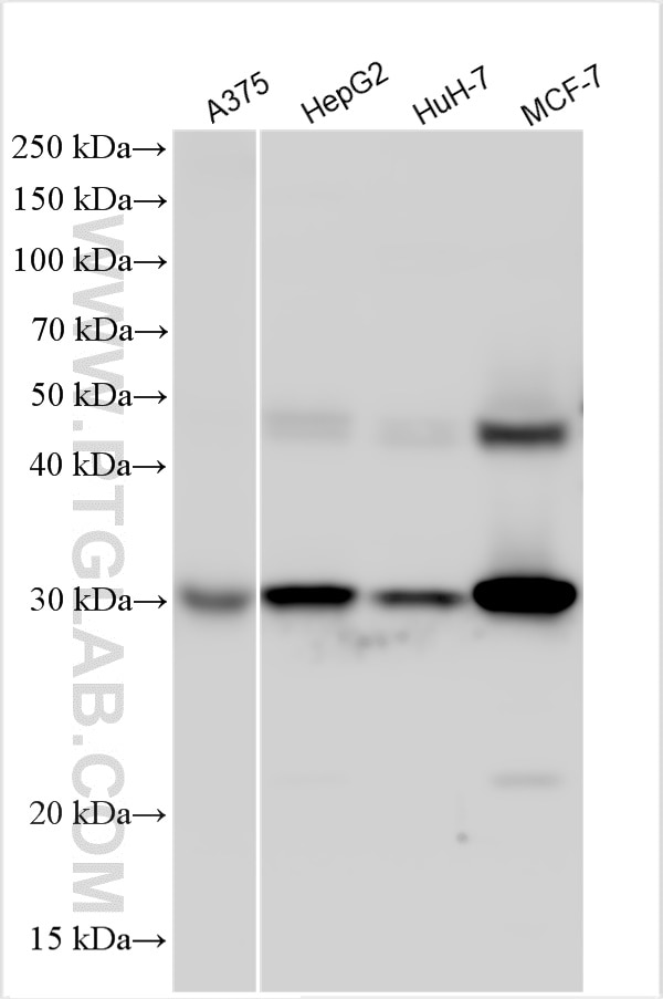 Western Blot (WB) analysis of various lysates using Cathepsin D Polyclonal antibody (21327-1-AP)