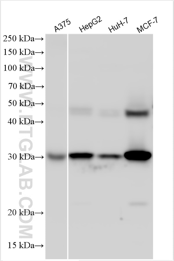 WB analysis using 21327-1-AP