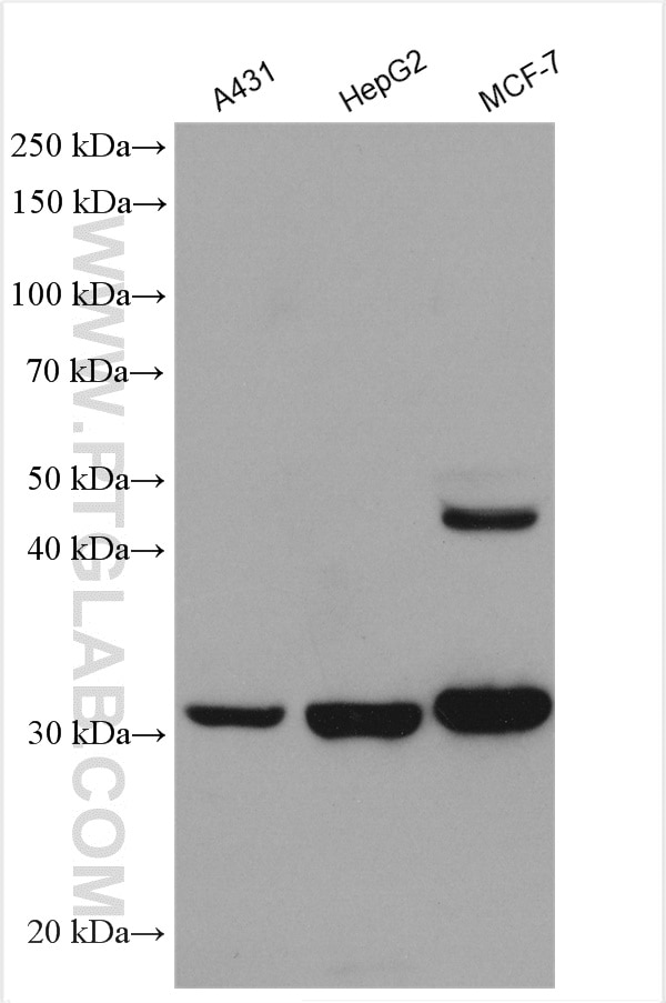 Western Blot (WB) analysis of various lysates using Cathepsin D Polyclonal antibody (55021-1-AP)