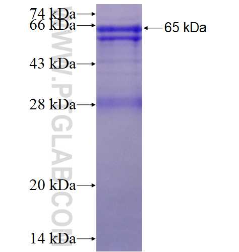 Cathepsin D fusion protein Ag15109 SDS-PAGE