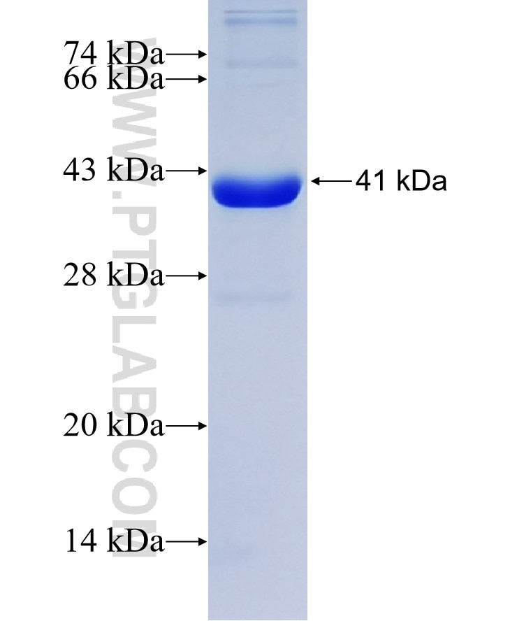 CTSF fusion protein Ag25590 SDS-PAGE