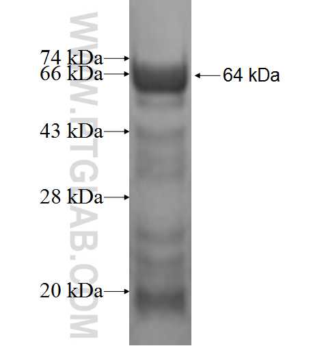 CTSF fusion protein Ag1521 SDS-PAGE