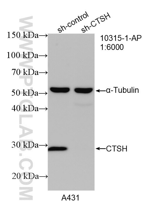 Western Blot (WB) analysis of A431 cells using Cathepsin H Polyclonal antibody (10315-1-AP)