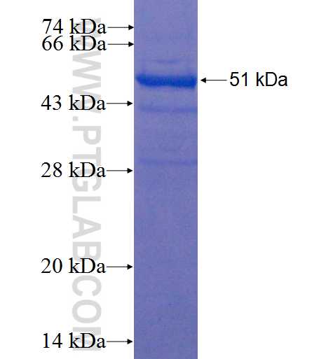 CTSH fusion protein Ag0361 SDS-PAGE