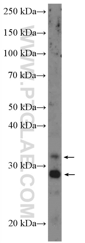 Western Blot (WB) analysis of A549 cells using Cathepsin L Polyclonal antibody (10938-1-AP)