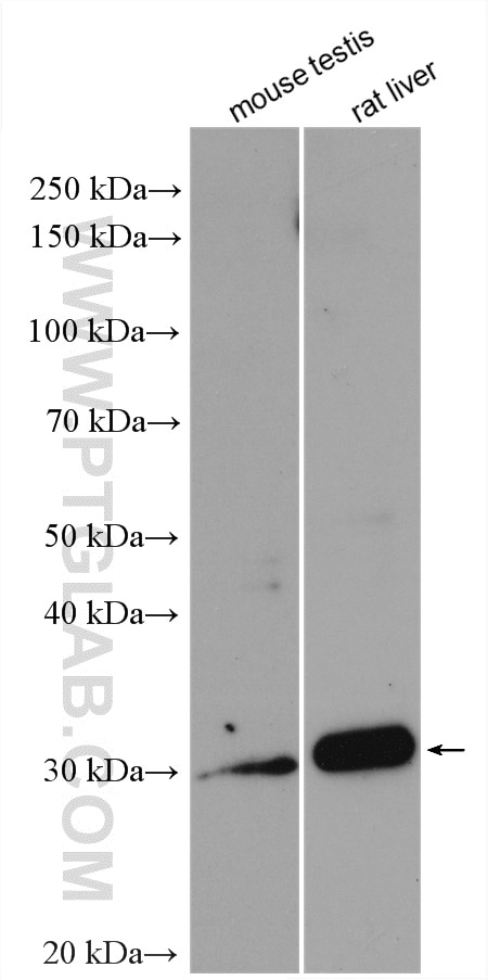 Western Blot (WB) analysis of various lysates using Cathepsin V Polyclonal antibody (18442-1-AP)